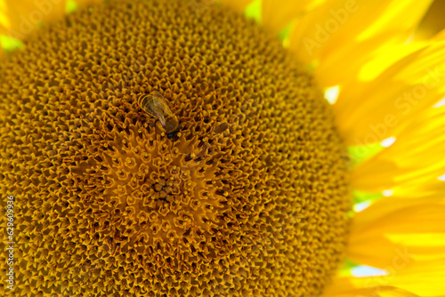 Sunflower with a honey bee. Blooming sunflowers field at summer day. Insect pollinates plant