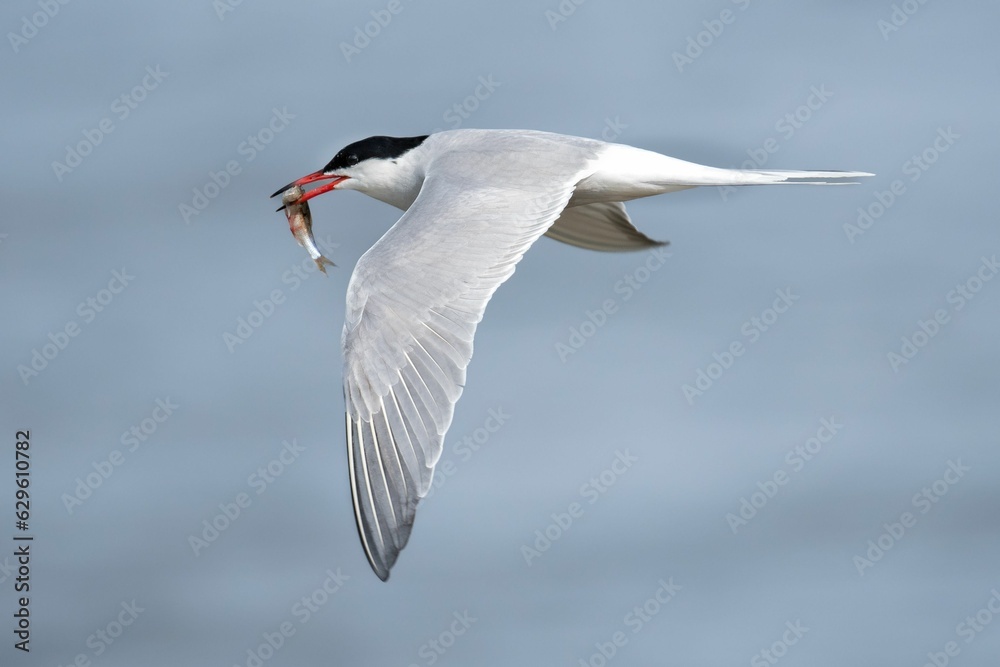 Naklejka premium Closeup of a black-headed gull (Chroicocephalus ridibundus) flying, with a fish in its mouth