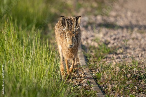 Closeup of a brown rabbit in green grass