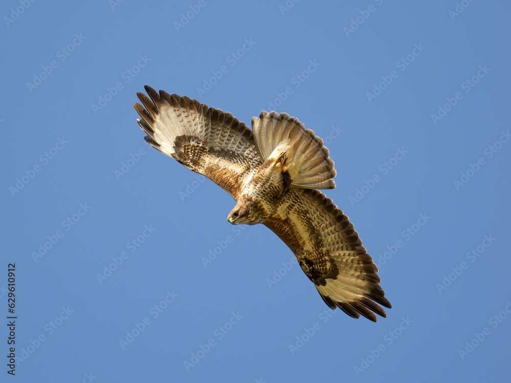 Fototapeta premium Common buzzard bird soaring gracefully through a clear blue sky