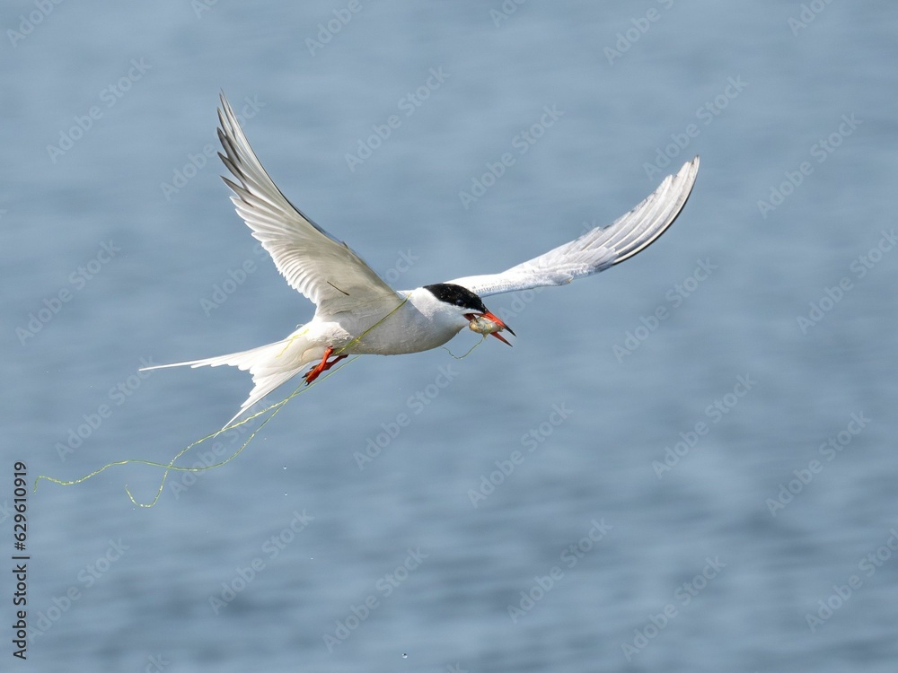 Obraz premium Arctic tern soaring through the sky with a small twig firmly grasped in its beak
