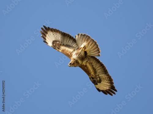 Common buzzard bird soaring gracefully through a clear blue sky