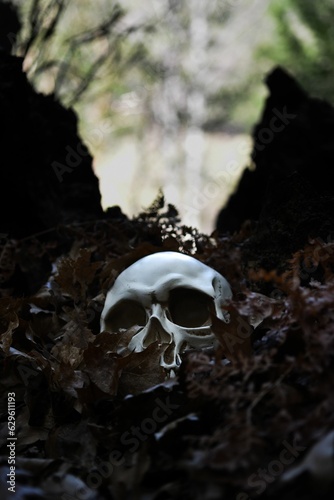 Human skull resting on a bed of dry leaves on the forest floor