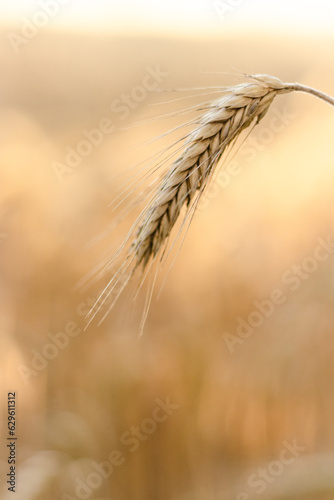 ears of wheat