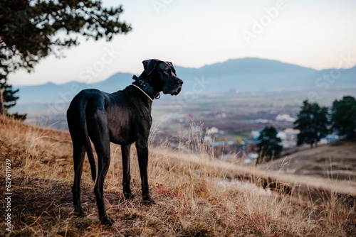 Great Dane dog standing on a mountain path, with a blurry range of mountains in the background
