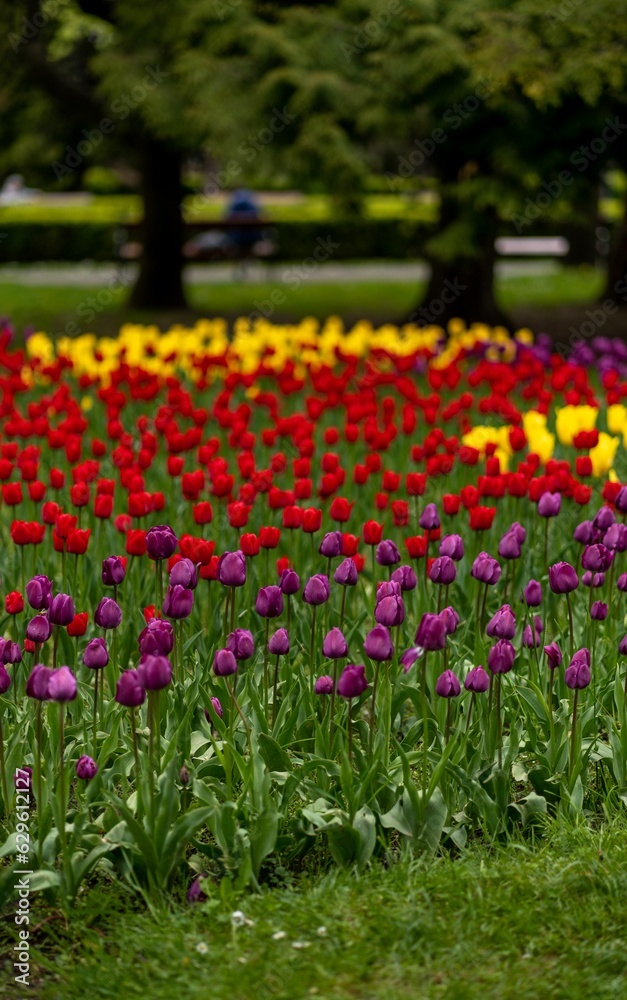Picturesque landscape featuring a vast expanse of bright colorful tulips in bloom