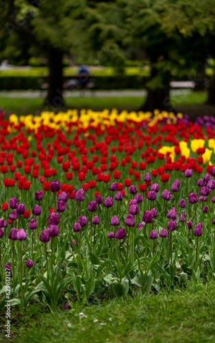Fototapeta Naklejka Na Ścianę i Meble -  Picturesque landscape featuring a vast expanse of bright colorful tulips in bloom