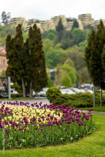 Picturesque landscape featuring a vast expanse of bright colorful tulips in bloom