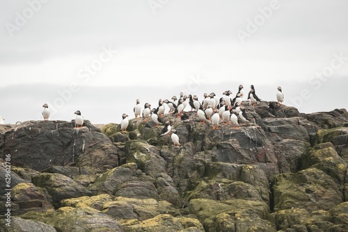 a flock ofcs sitting on top of rocks in a field photo