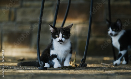 Kittens on yard patio closeup with mustache. © ccestep8