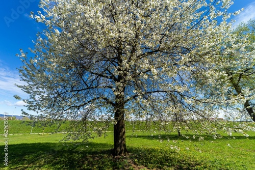 Blooming tree in a park covered in the lawn in spring