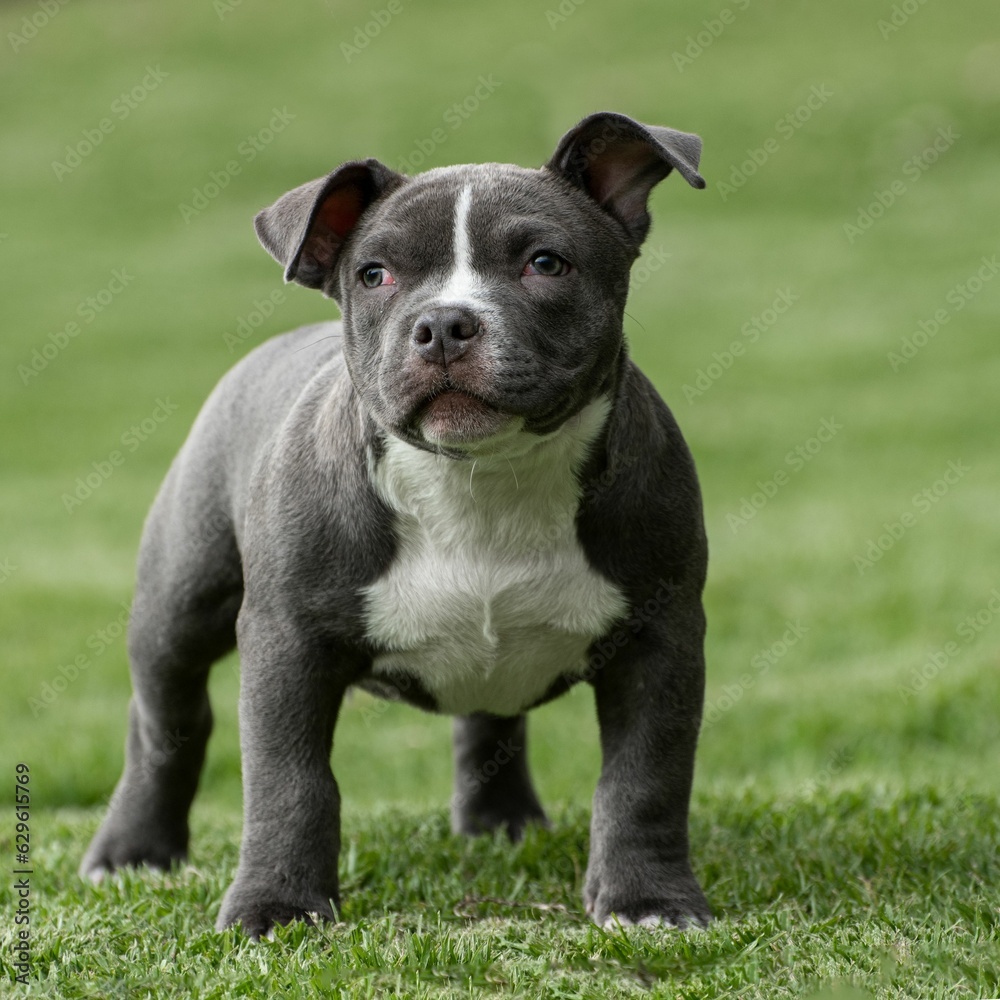 Closeup shot of a cute American Bully puppy on a grassy field Closeup shot of a cute American Bully puppy on a grassy field