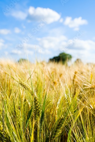 a field of green and yellow wheat with the sky in the background