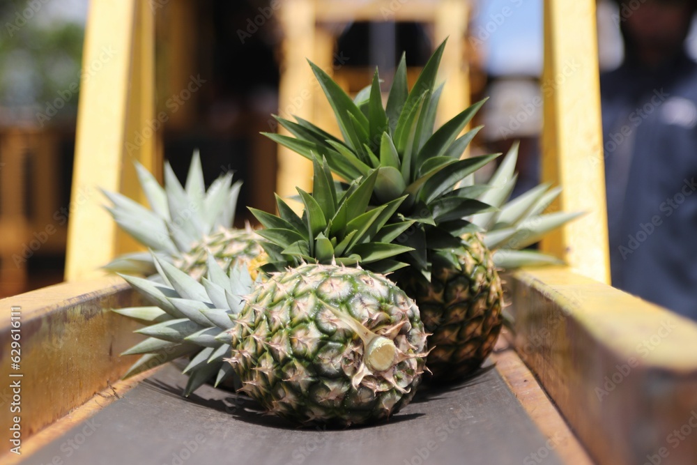 Wall Mural Freshly-harvested pineapples on the bed of the truck