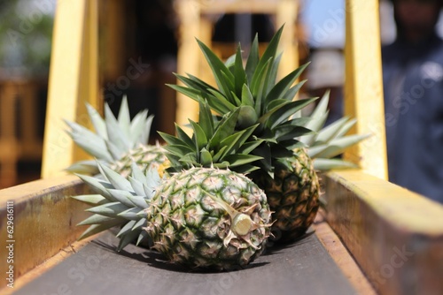 Foto Freshly-harvested pineapples on the bed of the truck