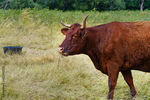 Fototapeta Naklejka Na Ścianę i Meble -  Female cow on a field