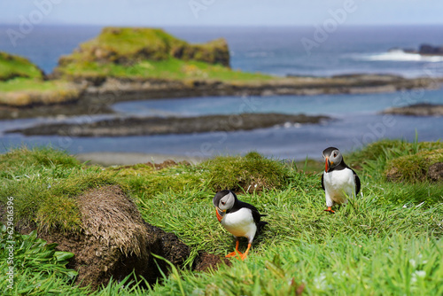 Atlantic puffin on the isle of Lunga in Scotland. The puffins breed on Lunga, a small island of the coast of Mull.