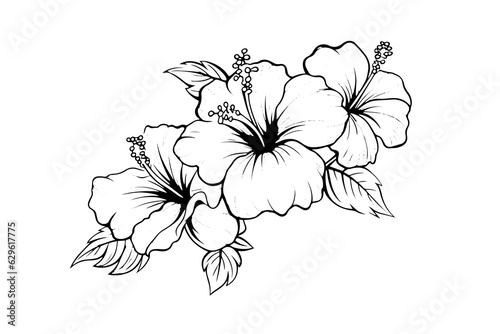 Hibiscus flowers in a vintage woodcut engraved etching style. Vector illustration.