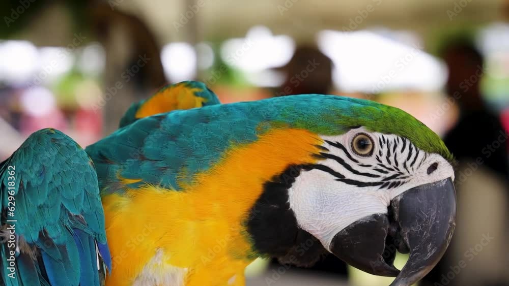 Closeup video of colorful macaw parrot on a blurred background Closeup video of colorful macaw parrot on a blurred background