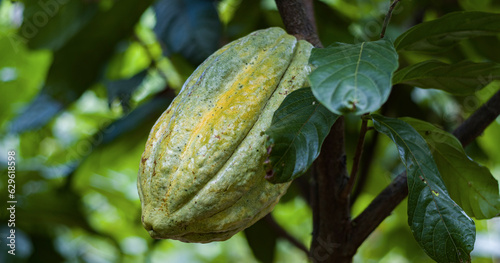 cacao pod hanging from tree, Jaen, Peru