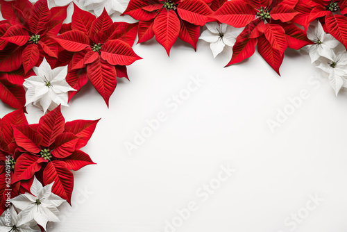 Poinsettias flowers on the white background, top view, Christmas background