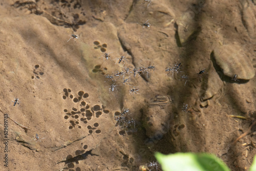 Großer Bachläufer (Velia caprai) photo