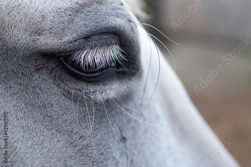macro shot of a white horse eye with a fly © Katyart