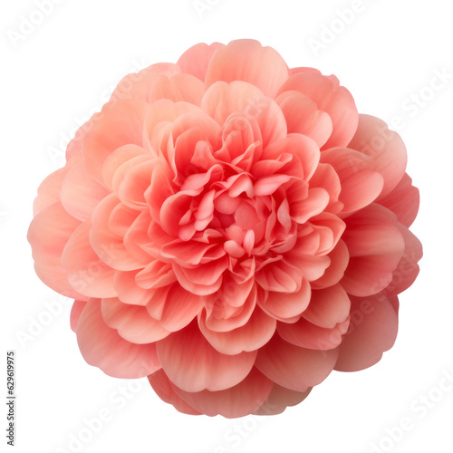 pink flower isolated on transparent background cutout © Papugrat