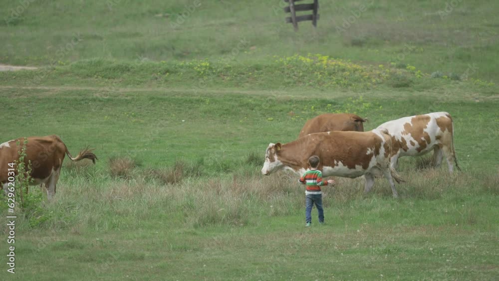Cute little farmer boy playing with the cows on the green pasture at countryside Cute little farmer boy playing with the cows on the green pasture at countryside