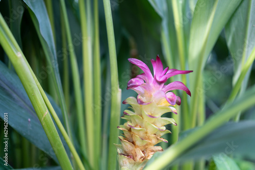 Exotic Siamese Flower A Vibrant Local Delicacy in Thailand s Traditional Cuisine Macro Shot