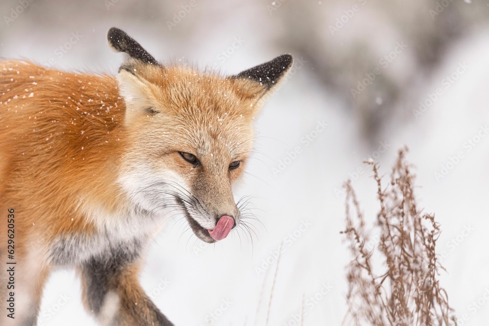 Fototapeta premium Majestic red fox in the picturesque winter landscape, on the pristine white blanket of snow