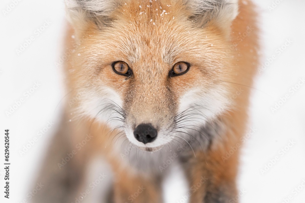 Obraz premium Majestic red fox in the picturesque winter landscape, on the pristine white blanket of snow