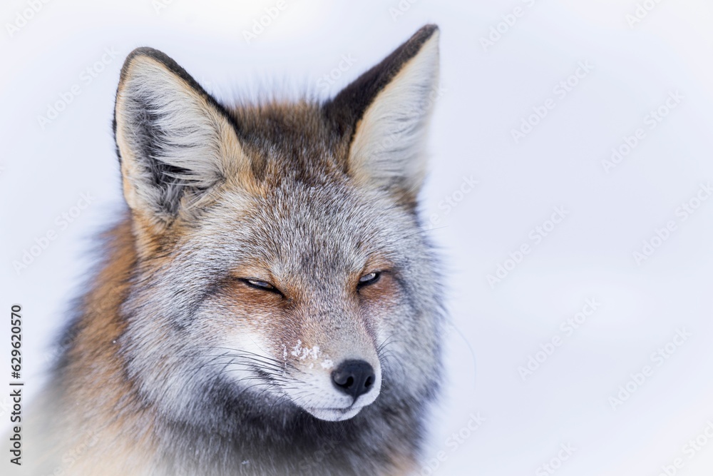 Close up of a red fox gazing intently in the direction of something in the distance