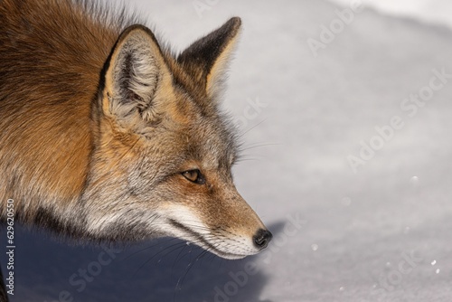 Majestic red fox in the picturesque winter landscape, on the pristine white blanket of snow © Krishudds/Wirestock Creators