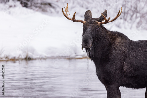 Majestic moose stands in a body of water, its antlers gazing forward photo