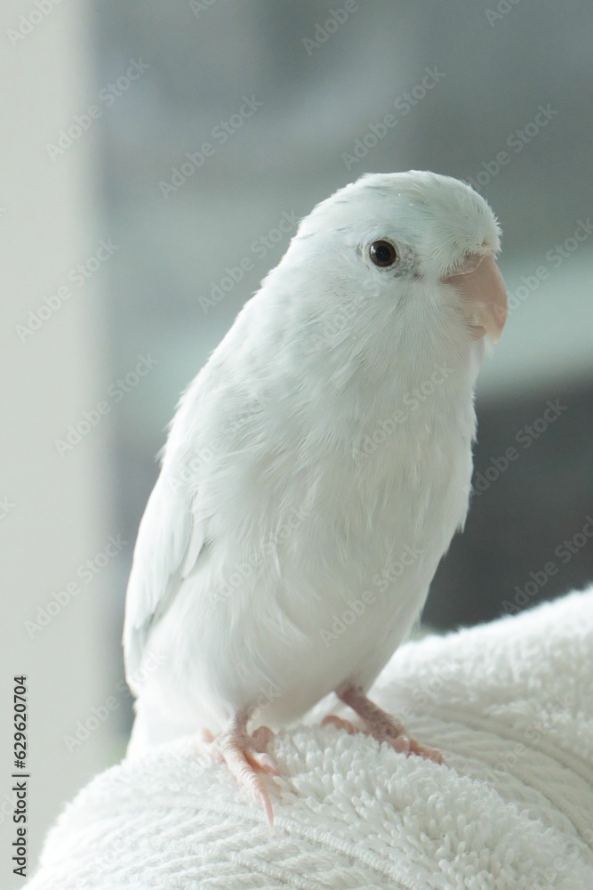 Obraz premium Close-up shot of a white Parrotlet bird perched atop a soft blanket