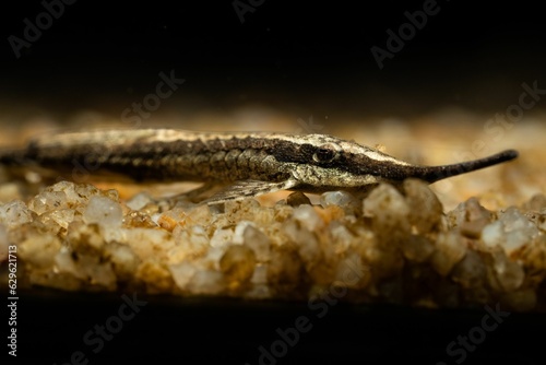 Farlowella Acus resting on small pebbles submerged in water photo