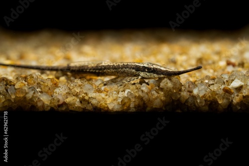 Farlowella Acus resting on small pebbles submerged in water photo