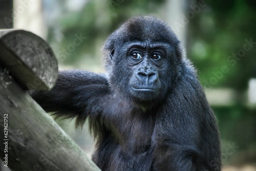Closeup of a black young gorilla holding on to the wooden ladder