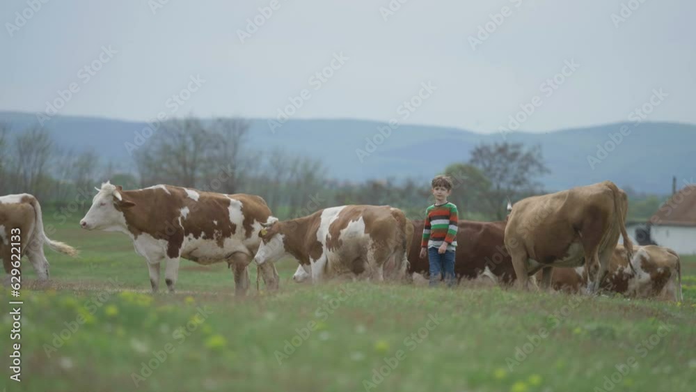 Little peasant boy walking along cows herd at countryside Little peasant boy walking along cows herd at countryside