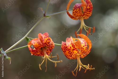 Humboldt Spotted Lily, Lilium Humboldtii Subspecies Ocellatum, a native perennial monoclinous herb displaying terminal pendent raceme inflorescences during early Summer in the Santa Monica Mountains.