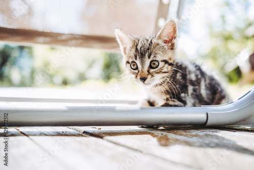 Portrait d'un mignon petit chaton tigré en train de jouer dehors © PicsArt