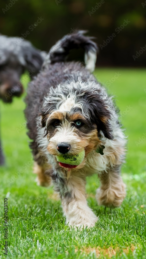 Bernedoodle dog running with a tennis ball in its mouth Bernedoodle dog running with a tennis ball in its mouth