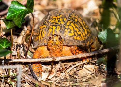 Closeup shot of a Box Turtle on a leafy ground.