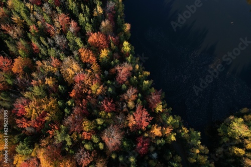 Foto Aerial view of a forest covered in yellowing trees in New Brunswick, Canada