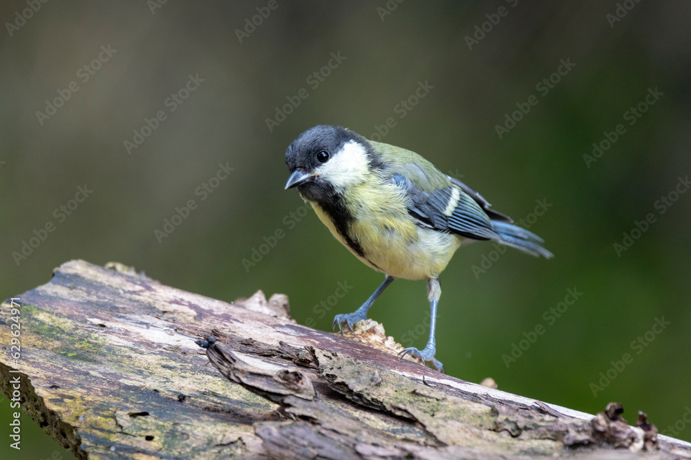 Kohlmeise (Parus major) Kohlmeise (Parus major)