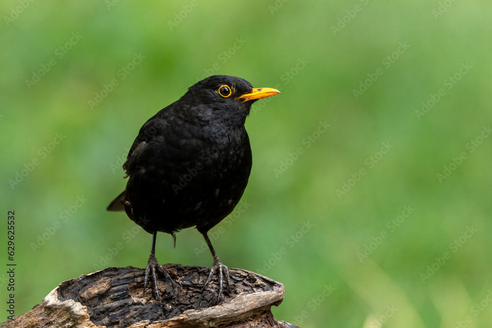Amsel (Turdus merula) Männchen Amsel (Turdus merula) Männchen