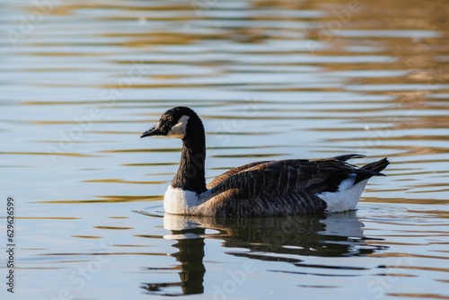 White and brown goose serenely gliding on a body of water