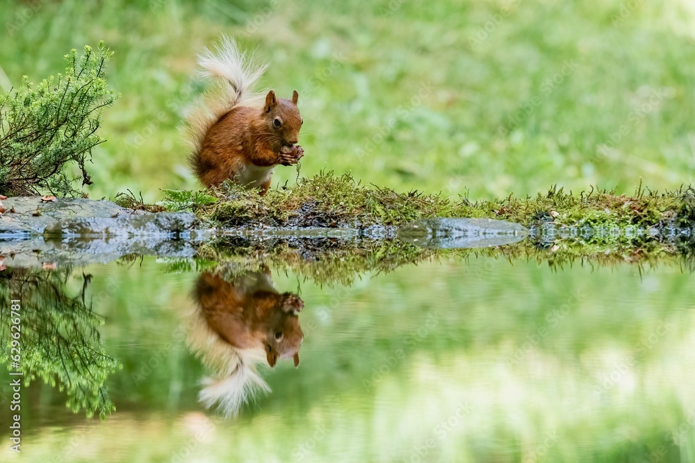 Selective focus shot of a squirrel with its reflection in the water Selective focus shot of a squirrel with its reflection in the water