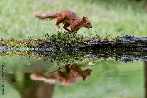 Selective focus shot of a squirrel with its reflection in the water